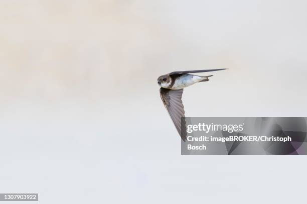 sand martin (riparia riparia), in flight, lower saxony, germany - riparia riparia stock pictures, royalty-free photos & images