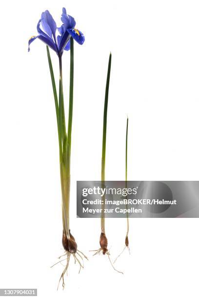 reticulated or dwarf iris (iris reticulata) on white ground, bavaria, germany - iris reticulata stock pictures, royalty-free photos & images