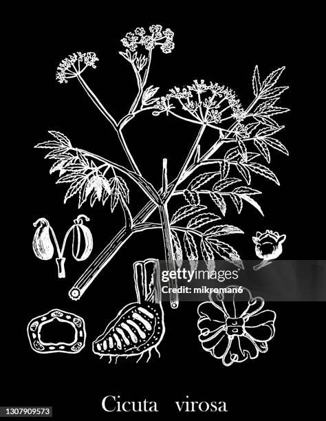 old engraved illustration of cowbane cicuta virosa - cicuta virosa stock pictures, royalty-free photos & images