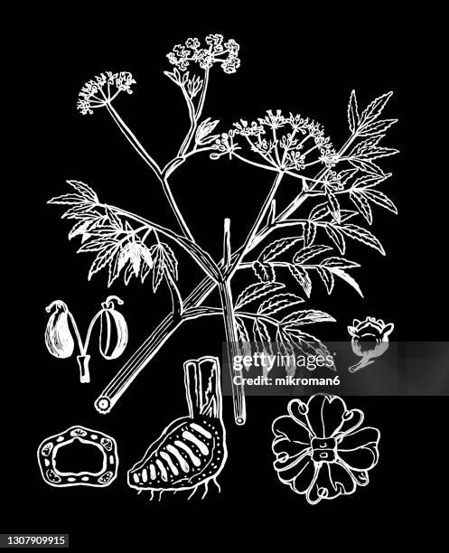 old engraved illustration of cowbane cicuta virosa - cicuta virosa stock pictures, royalty-free photos & images