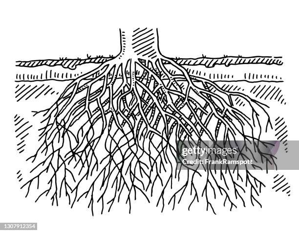 Roots Cross Section Drawing Photos and Premium High Res Pictures ...