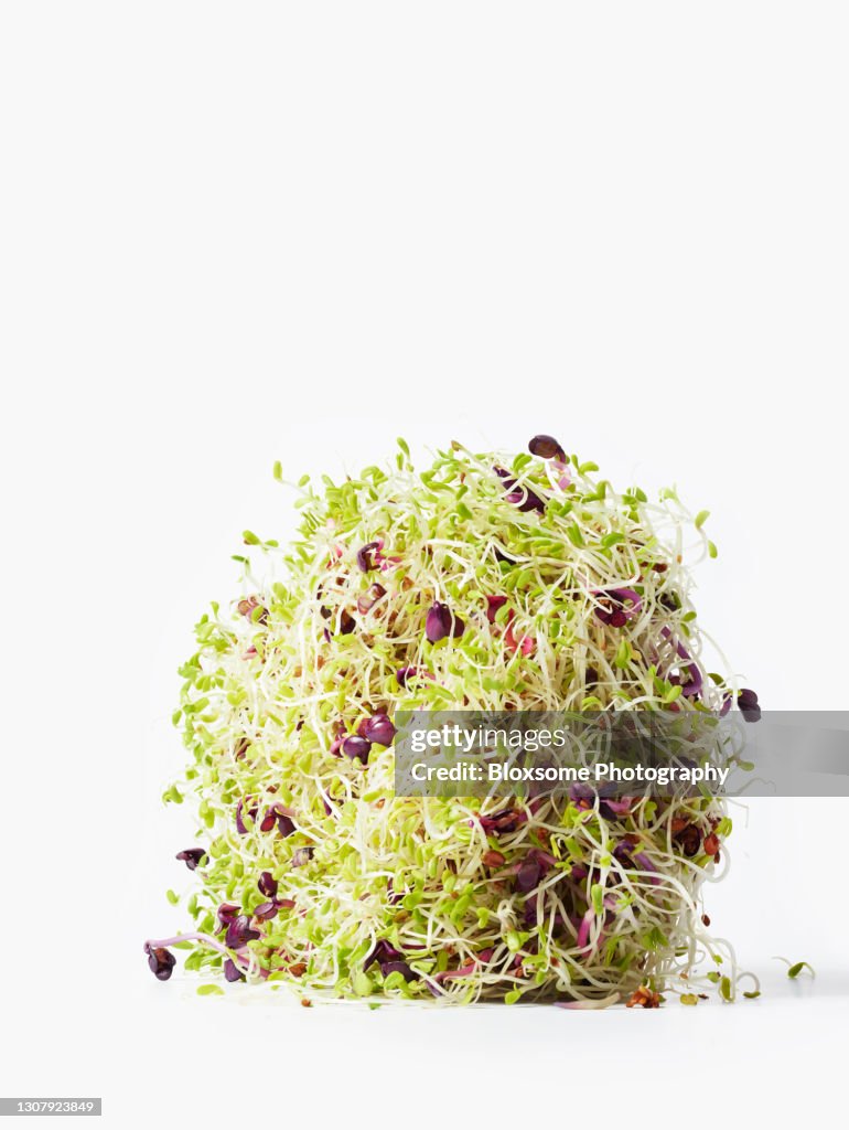 Alfalfa sprouts