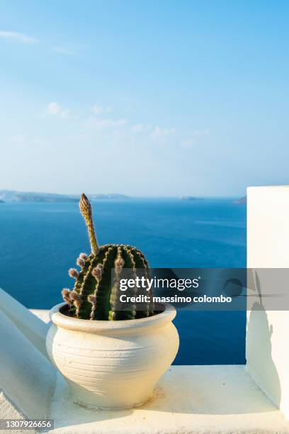 cactus in pot and sea landscape in the background, greece - insel skopelos stock-fotos und bilder