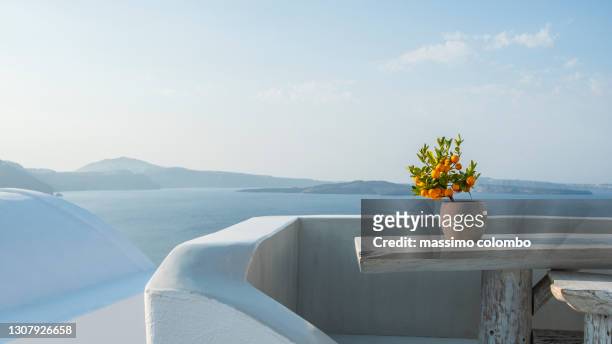 orange plant in pot on terrace with sea in background - mediterranean sea stock pictures, royalty-free photos & images