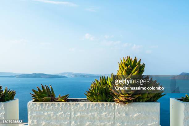 agave in pot and sea landscape in the background, greece - naxos stockfoto's en -beelden