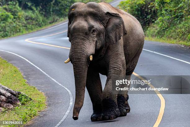 elephant in khao yai national park, thailand - elefante asiático fotografías e imágenes de stock