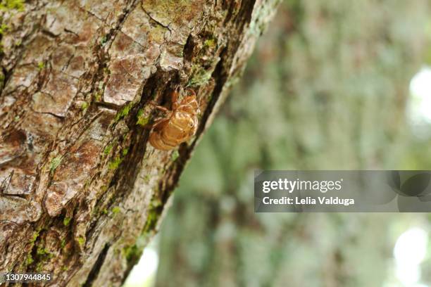 Carcass Shell 302 Cicada Shells Stock Photos, High-Res Pictures, and Images - Getty ...