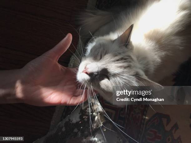 girl scratching under a cat's chin - hand on chin stock-fotos und bilder