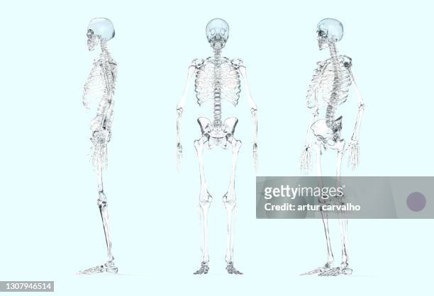 transparent skeleton, 3d imagem - fotografia imagem fotografías e imágenes de stock