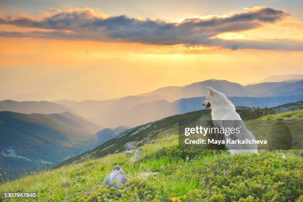 white husky dog watching sunset in a mountain - zen dog stock pictures, royalty-free photos & images