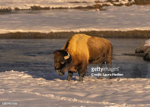 bison in yellowstone - buffalo 個照片及圖片檔
