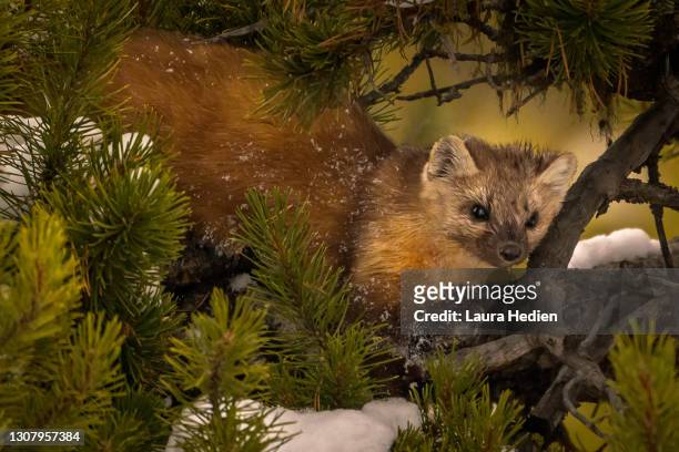 pine martens in yellowstone national park in wintertime - martens stock pictures, royalty-free photos & images