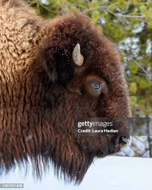 bison in yellowstone - buffalo 個照片及圖片檔