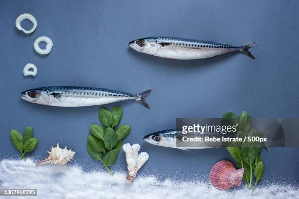 directly above shot of mackerel and mackerel on table - makreel stock-fotos und bilder