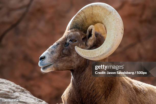 close-up of goat,saguaro national park,arizona,united states,usa - bighorn sheep stockfoto's en -beelden