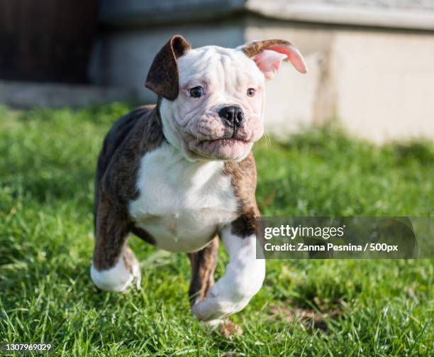 portrait of bullpurebred dog running on grassy field - american bulldog stock pictures, royalty-free photos & images