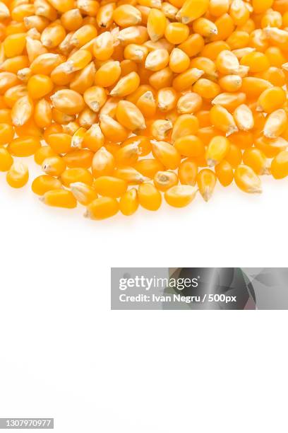 close-up of corn kernels against white background - grain de ma�ïs photos et images de collection