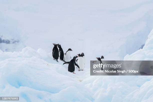 two penguins walking on snow,antarctica - kaiserpinguin stock-fotos und bilder