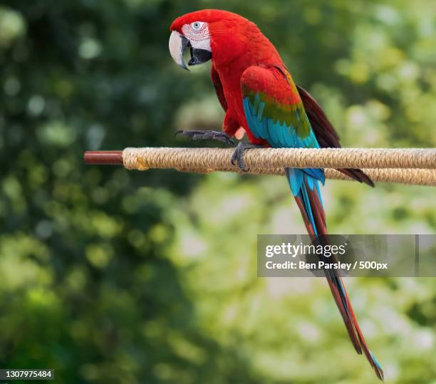 close-up of scarlet macaw perching on branch - scarlet macaw stock-fotos und bilder