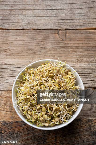 raw sprouted lentils - germinating stock pictures, royalty-free photos & images