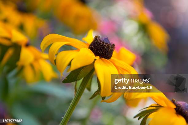 black-eyed susan flower (rudbeckia hirta) - black eyed susan vine stock pictures, royalty-free photos & images