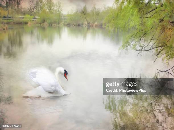 dreamy swan on a pond - seattle landscape stock pictures, royalty-free photos & images