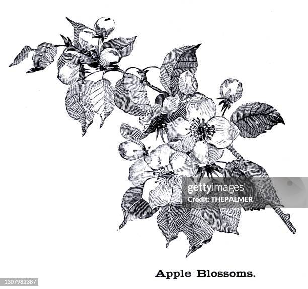 ilustraciones, imágenes clip art, dibujos animados e iconos de stock de flores de manzana grabados en 1896 - apple blossom tree