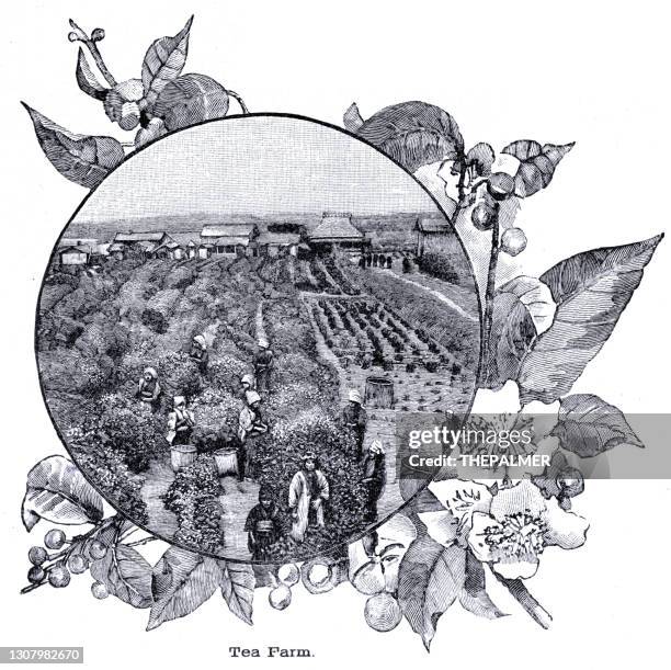 stockillustraties, clipart, cartoons en iconen met theeboerderij graveren 1896 - india tea plantation