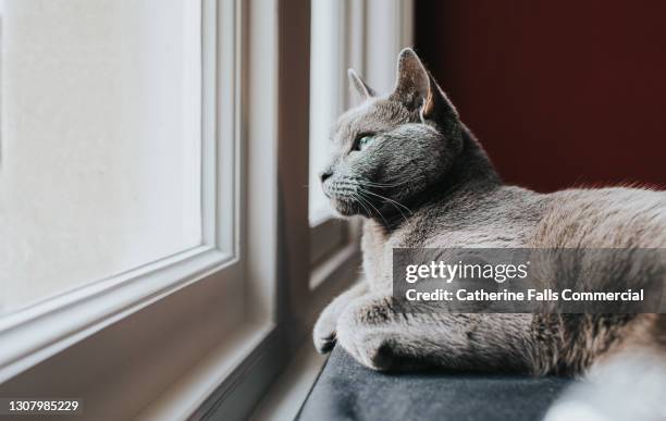 relaxed grey cat lying down gazing out of a window - cat lying down stock pictures, royalty-free photos & images