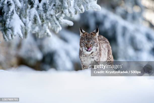 portrait of cat on snow covered field - lince eurasiático fotografías e imágenes de stock