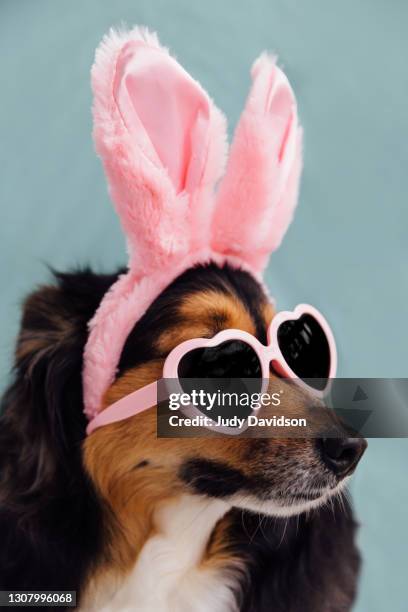 australian shepherd wearing bunny ears and heart shaped sunglasses - easter bunny ears ストックフォトと画像