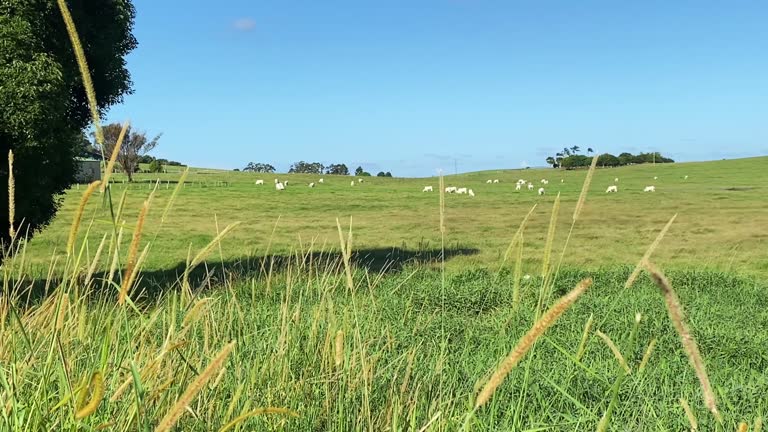 Open Ranch Fields 448 Open Field Cows Stock Videos, Footage, & 4K Video Clips - Getty Images