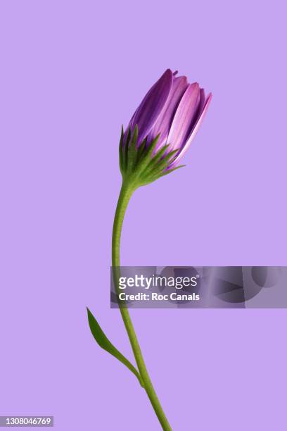 purple daisy - appearance photos et images de collection