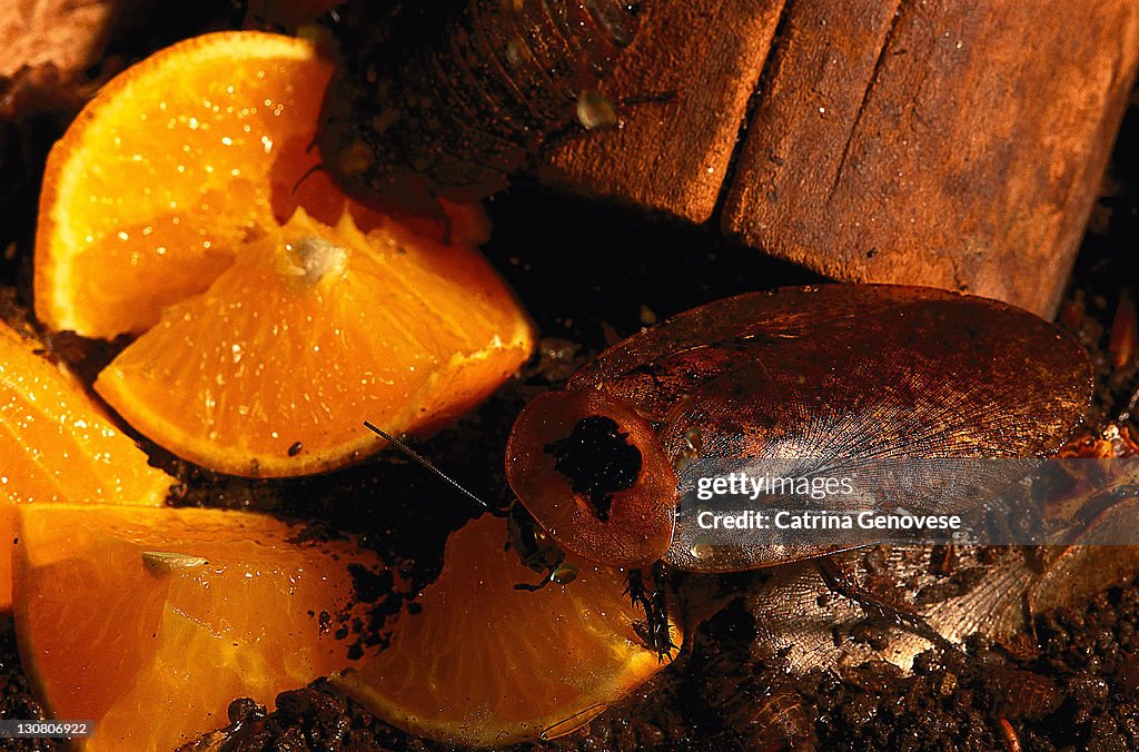 Cockroach Mango Giant Peruvian Cockroach Eating Citrus Fruit High-Res Stock Photo ...