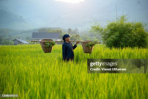 Myanmar Rice Paddy 21,095 Rice Paddy Farmer Stock Photos, High-Res Pictures, and Images ...