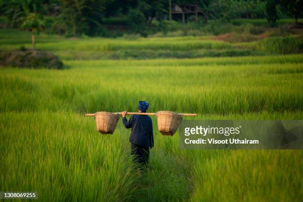 woman farmer working in a rice field - rice paddy stock pictures, royalty-free photos & images