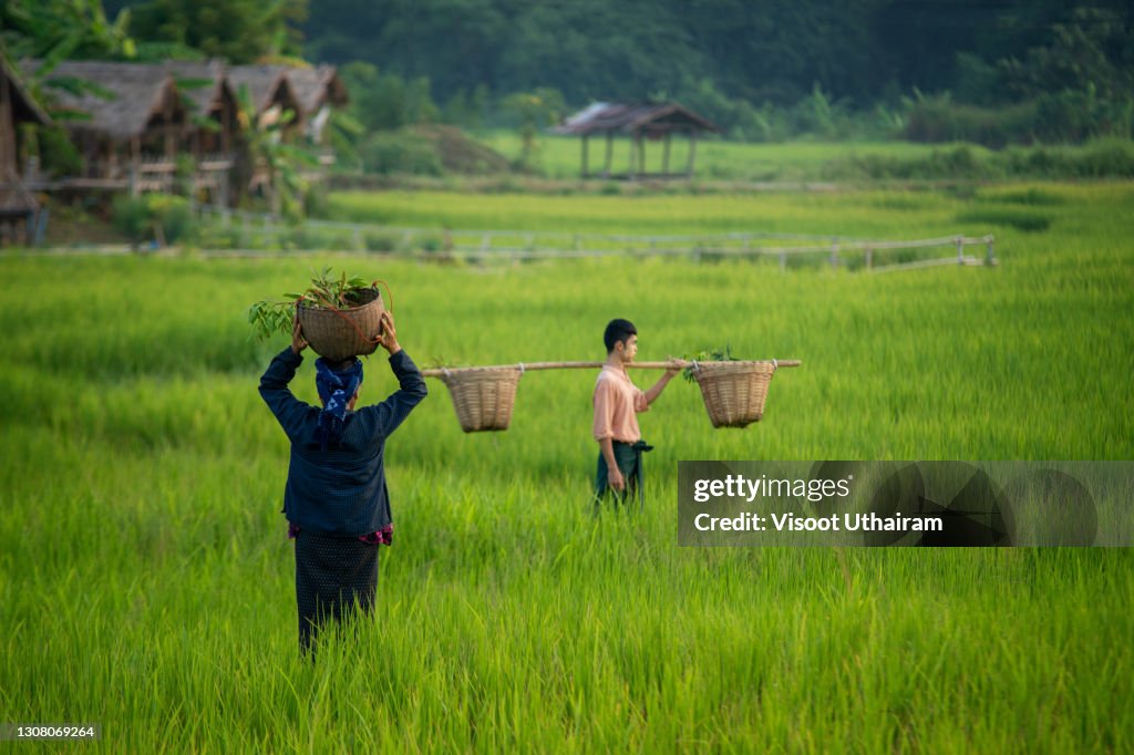 Myanmar Rice Paddy Myanmar Farmer Working On The Paddy Rice High-Res Stock Photo - Getty ...