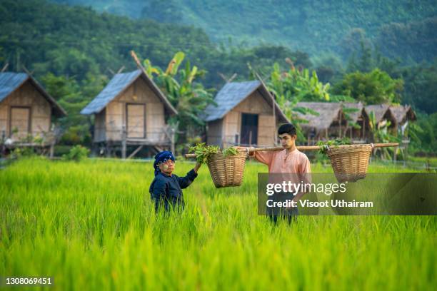 farmer carries a basket with rice seedlings for plantation - pashtun stock-fotos und bilder