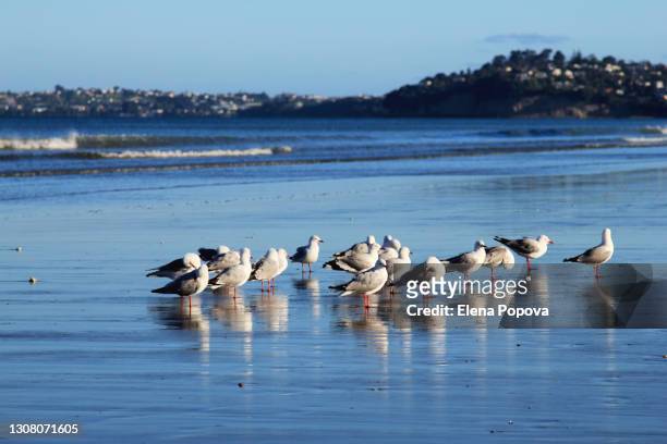 flock of seagulls standing at the beautiful sandy shallow - ozone hole stock pictures, royalty-free photos & images