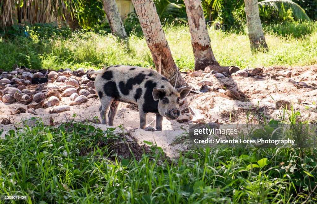 Spotted pig in the lagoon of Aitutaki