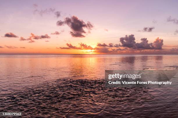 amazing sunset on a paradise beach with palm trees, seaweed and rocks - cook islands stock pictures, royalty-free photos & images
