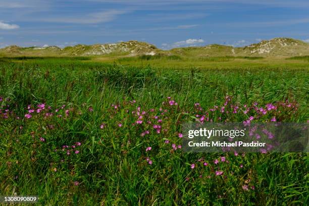 reed at foreland - sankt peter ording - fotografias e filmes do acervo