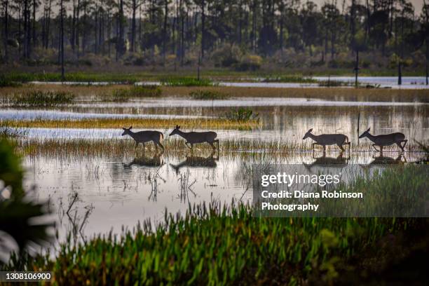 a group of deer gingerly wade through the alligator-infested marsh at babcock wildlife management area near punta gorda, florida - pantano zona húmeda fotografías e imágenes de stock