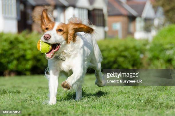 cute cocker spaniel dog running and holding a ball in its mouth - cocker spaniel stock pictures, royalty-free photos & images