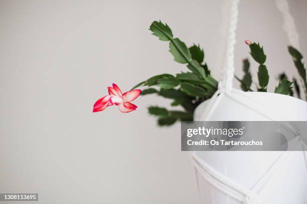 beautiful flowerin an indoor plant - christmas cactus ストックフォトと画像