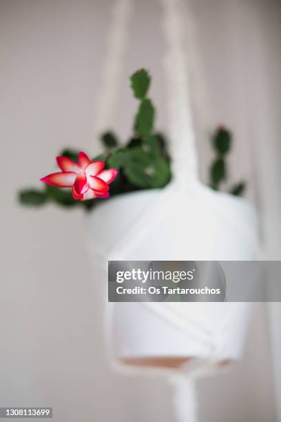 beautiful flowerin an indoor plant - christmas cactus stock pictures, royalty-free photos & images