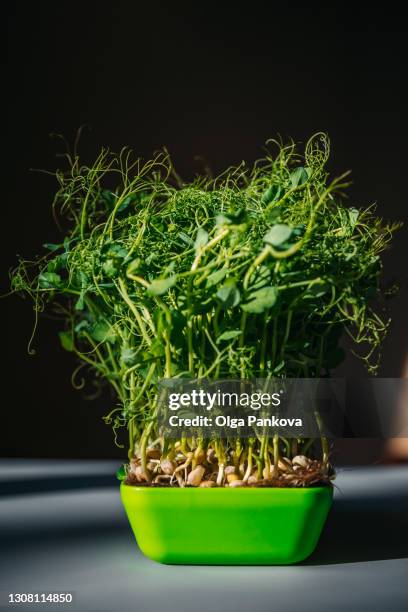 microgreen peas in light green bowl close up. home microgreens cultivation. healthy eating concept. sustainable lifestyle. - bean sprouting stock pictures, royalty-free photos & images