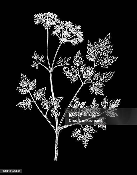 old engraved illustration of the hemlock or poison hemlock (conium maculatum) - hemlock tree stock-fotos und bilder