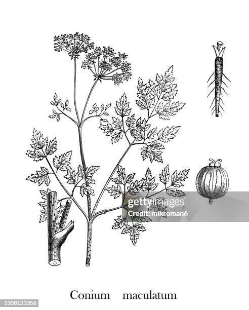 old engraved illustration of the hemlock or poison hemlock (conium maculatum) - poison hemlock stock pictures, royalty-free photos & images