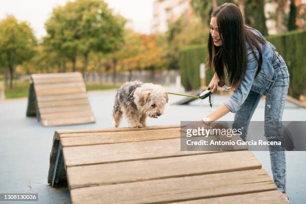pretty brunette woman goes for a walk with her dog and makes her train on an obstacle course - obedience class stock pictures, royalty-free photos & images